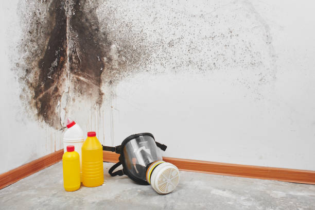 Best Kitchen Mold Remediation in Baldwin, GA