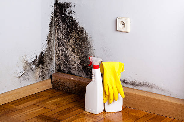 Best Attic Mold Remediation in Baldwin, GA