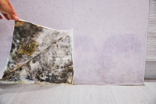 Best DIY Mold Remediation Support Services in Baldwin, GA
